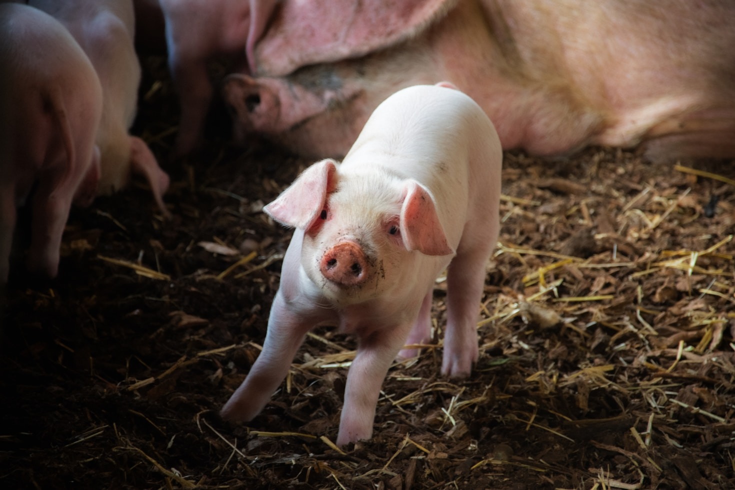 Why Animal Welfare Matters in Modern Farming