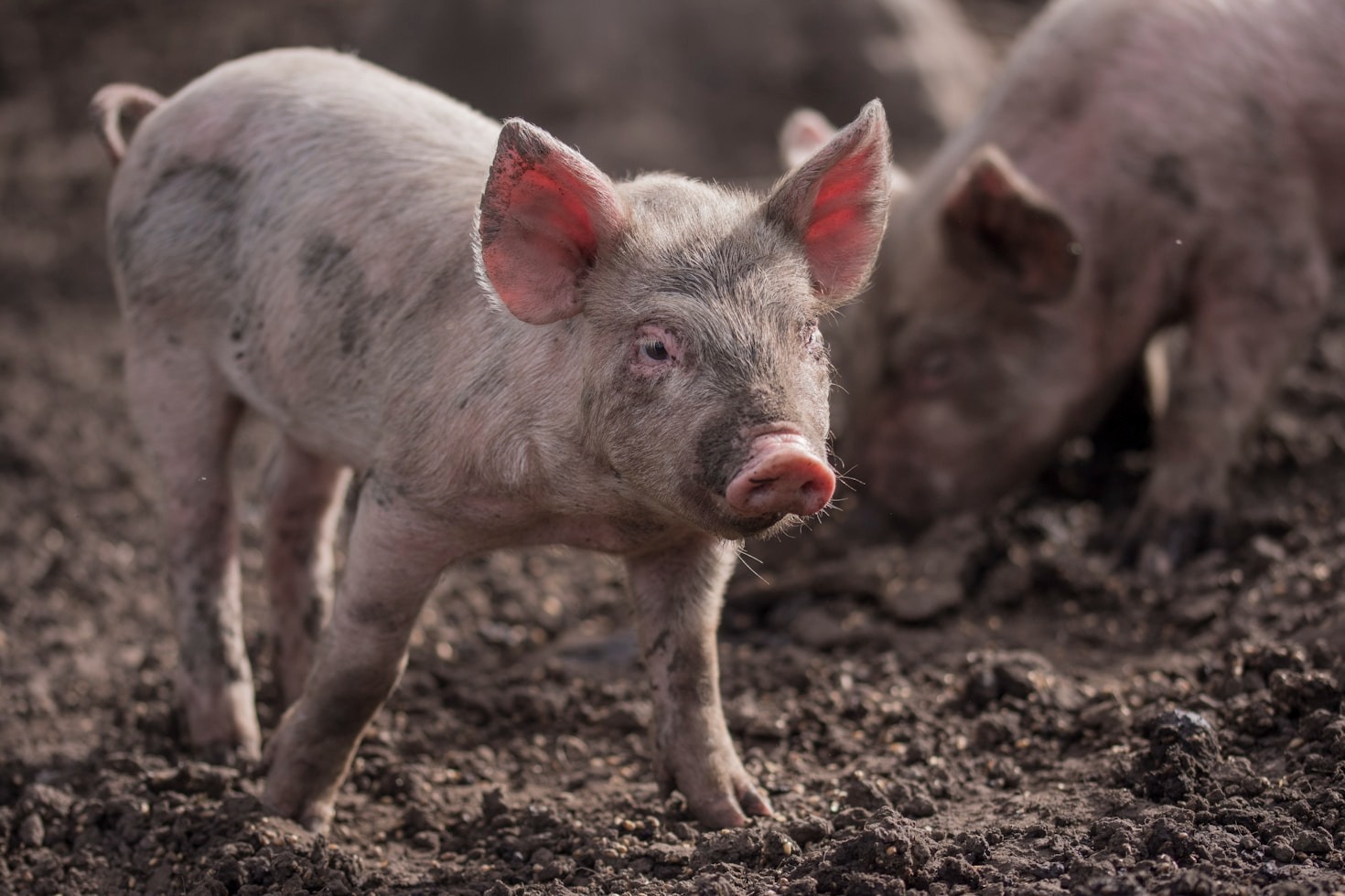 Understanding Our Commitment to Ethical Livestock Care