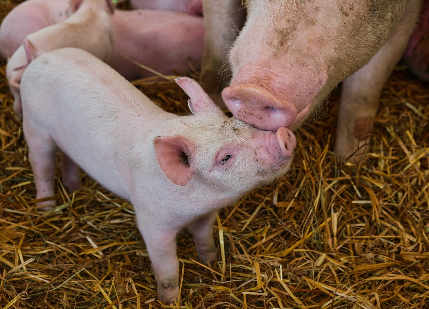 How Modern Technology Improves Farm Productivity Daily