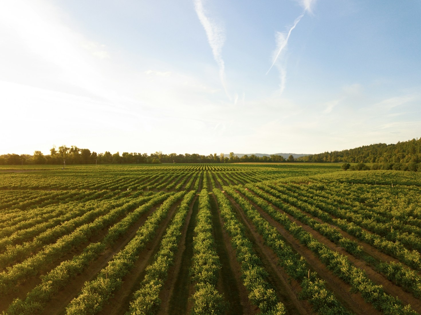 Building Strong Partnerships Through Agricultural Transparency